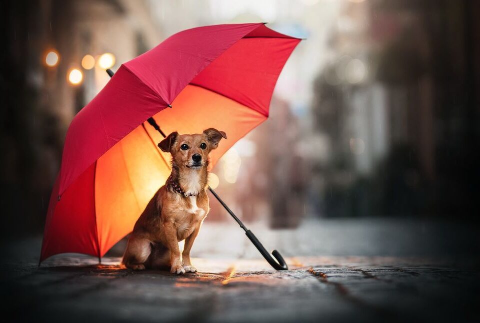 Dog Umbrella Insurance